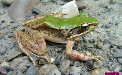 Odorrana swinhoana (Boulenger, 1903) 斯文豪氏赤蛙