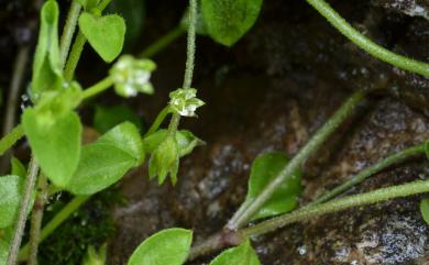 Moehringia trinervia 三脈種阜草