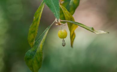 Elaeagnus oldhamii Maxim. 椬梧