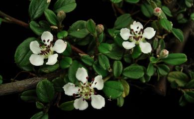 Cotoneaster morrisonensis 玉山舖地蜈蚣