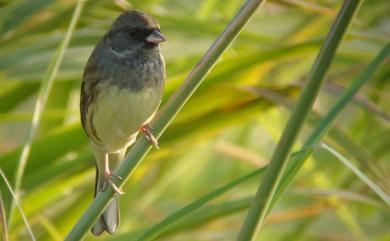 Emberiza spodocephala spodocephala Pallas, 1776 黑臉鵐(指名亞種)