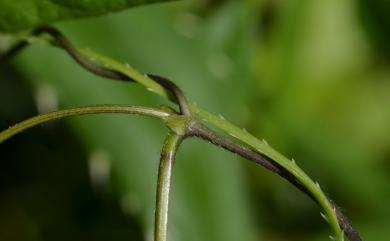 Vigna adenantha (G. Mey.) Maréchal, Mascherpa & Stainier 腺葯豇豆