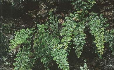 Cheilanthes chusana 細葉碎米蕨