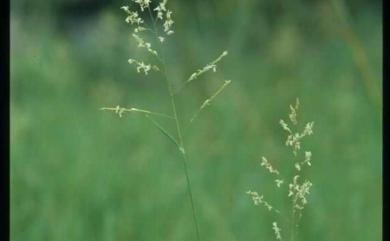 Leersia hexandra Sw. 李氏禾