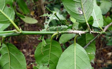 Capparis micracantha var. henryi (Matsum.) Jacobs 小刺山柑