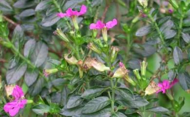Cuphea hyssopifolia Kunth 細葉雪茄花