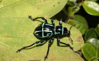 Pachyrhynchus nobilis yamianus Kano, 1929 斷紋球背象鼻蟲