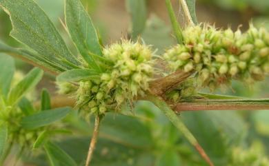 Amaranthus spinosus 刺莧