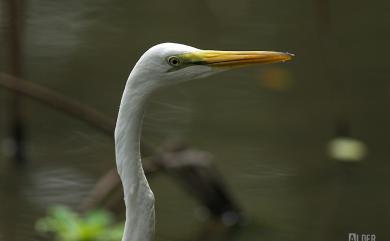 Ardea alba modesta Gray, 1831 大白鷺