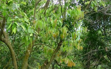 Castanopsis formosana 臺灣苦櫧