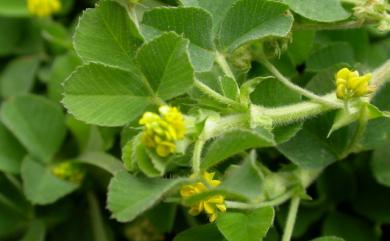 Medicago lupulina L. 天藍苜蓿