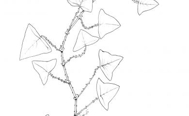 Persicaria perfoliata (L.) H. Gross 扛板歸