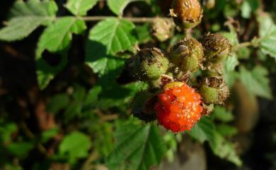 Rubus parvifraxinifolius 小梣葉懸鉤子