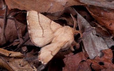 Malacosoma neustria formosana Matsumura, 1932 臺灣天幕枯葉蛾