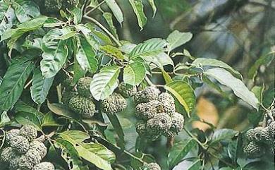 Lithocarpus lepidocarpus (Hayata) Hayata 鬼石櫟