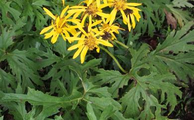 Ligularia japonica Less. 大吳風草