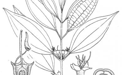 Blastus cochinchinensis Lour. 柏拉木