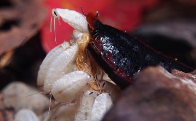 Opisthoplatia orientalis (Burmeister, 1838) 東方水蠊