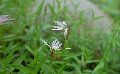 Lobelia chinensis 半邊蓮