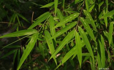 Arthrostylidium naibunensis (Hayata) W.C. Lin 內文竹