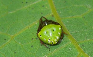 Leviaraneus viridiventris (Yaginuma, 1969) 綠腹鬼蛛