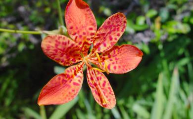 Iris domestica 射干