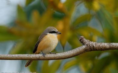 Lanius cristatus lucionensis (Linnaeus, 1766) 紅尾伯勞(普通亞種)