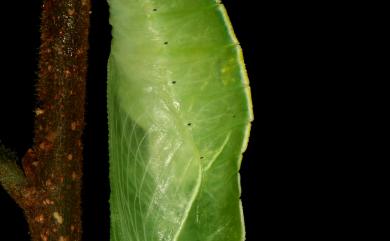 Chitoria chrysolora (Fruhstorfer, 1908) 金鎧蛺蝶