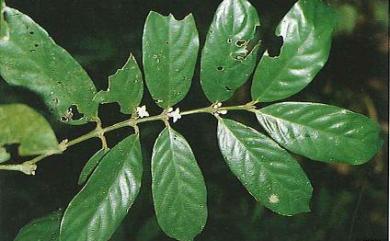 Lasianthus hiiranensis 棲蘭山雞屎樹