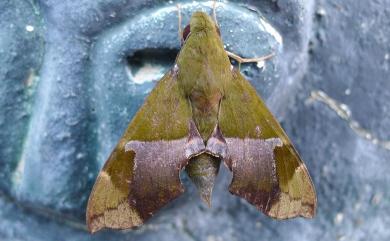 Angonyx testacea (Walker, 1856) 褐綠天蛾