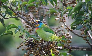 Psilopogon nuchalis (Gould, 1863) 五色鳥