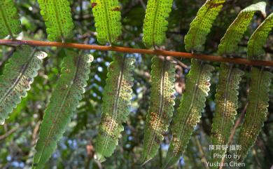 Alsophila podophylla Hook. 鬼桫欏