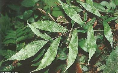 Pronephrium ramosii 琉球新月蕨