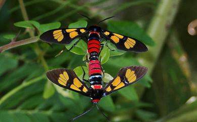 Euchromia elegantissima Wallengren, 1861 豐采鹿蛾