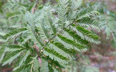 Acacia farnesiana (L.) Willd. 金合歡