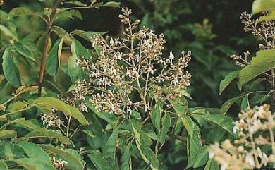 Vitex quinata (Lour.) F.N. Williams 山埔姜