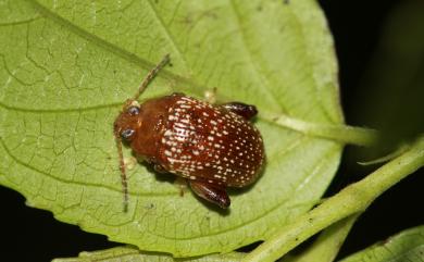 Ophrida scaphoides (Baly, 1865) 白斑大葉蚤