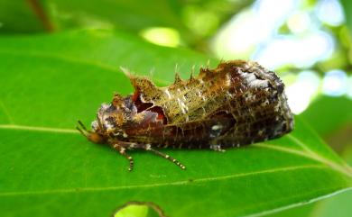 Pilipectus taiwanus Wileman, 1915