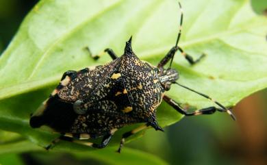 Eocanthecona furcellata (Wolff, 1811) 叉角厲椿象