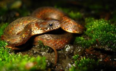 Hebius sauteri (Boulenger, 1909) 梭德氏游蛇