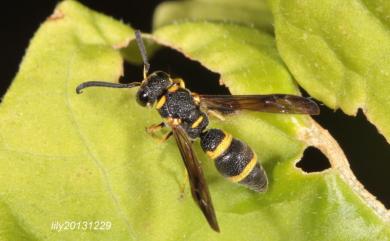 Stenodyneru chinensis (Saussure, 1863) 中華直盾蜾蠃