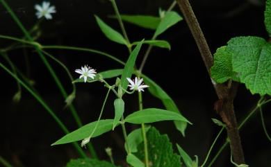 Stellaria neglecta 疏花繁縷
