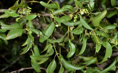 Loranthus delavayi 椆樹桑寄生