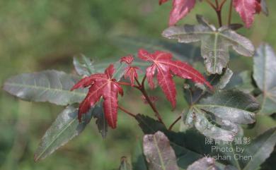 Acer serrulatum Hayata 青楓