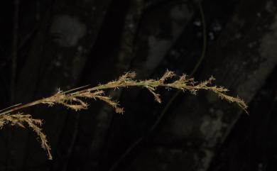 Carex morii Hayata 森氏薹