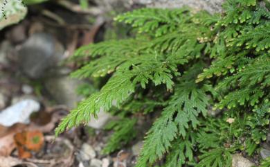 Selaginella moellendorffii Hieron. 異葉卷柏