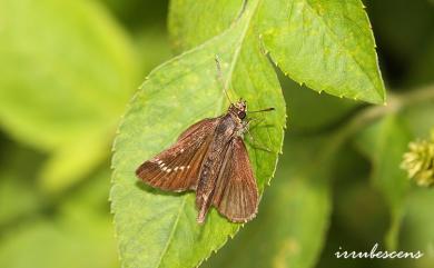 Aeromachus inachus formosana Matsumura, 1931 弧弄蝶