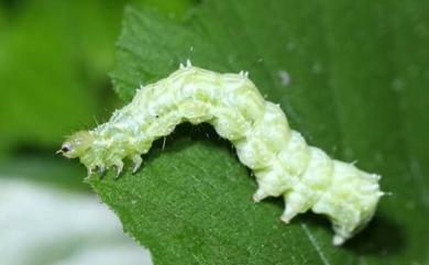 Anadevidia peponis (Fabricius, 1775) 葫蘆夜蛾