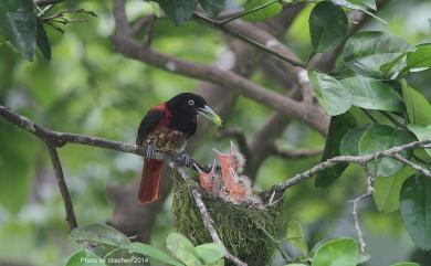 Oriolus traillii ardens 朱鸝