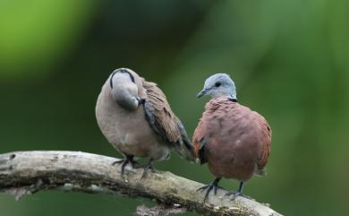 Streptopelia tranquebarica humilis (Temminck, 1824) 紅鳩